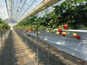 気仙沼市の営農再開をけん引するイチゴ